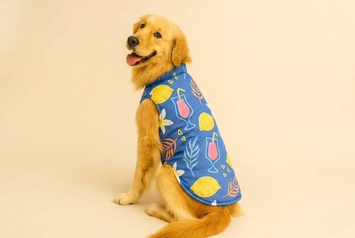 Dog summer