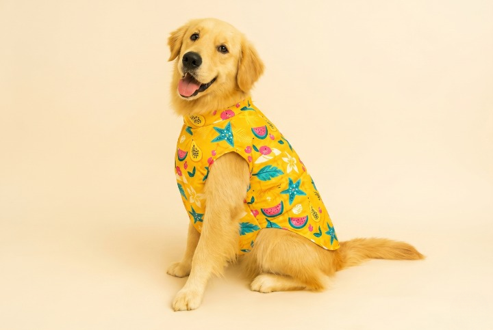 Dog knitwear